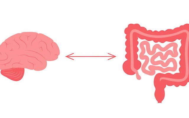 Microbiote notre deuxième cerveau