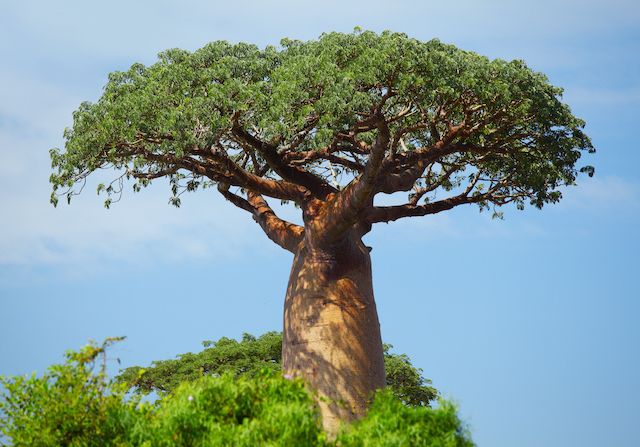15 arbres d'Afrique bienfaisants pour notre peau