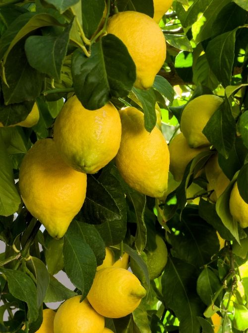 Huile essentielle de Citron (zeste)