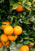 Huile essentielle d'Orange douce