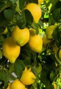 Huile essentielle de Citron (zeste)