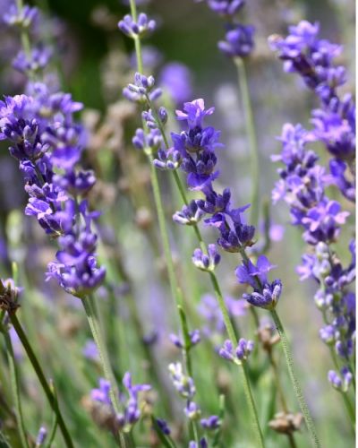 Huile essentielle de Lavande fine AOP Provence (sommité fleurie)