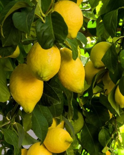 Huile essentielle de Citron vert (zeste)