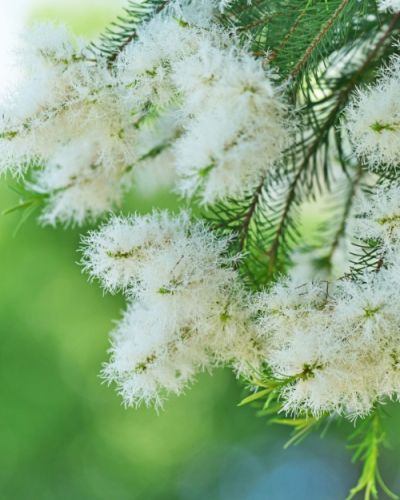 Huile Essentielle de Tea tree