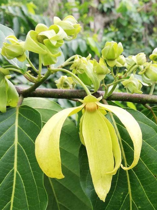 Huile essentielle d'Ylang-ylang (fleur)
